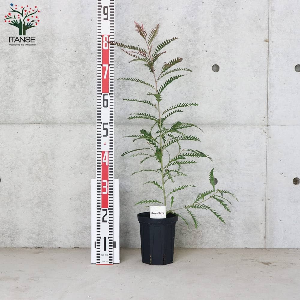 シルバー グレビレア アイバンホー 根付き鉢物大株 高さ1.3m 8号鉢